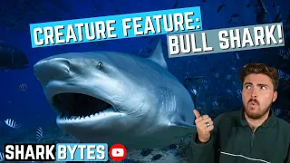 Creature Feature: Bull Shark!
