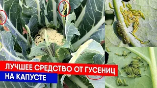 Лучшее средство от гусениц на капусте