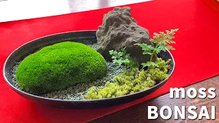 かんたん！コケ盆栽の作り方（How to make a moss bonsai）