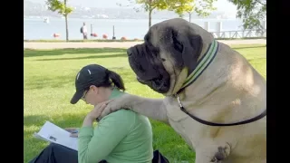 Zorba - The World's Largest Dog Ever Lived