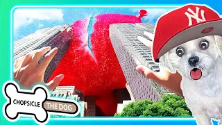 Massive Water Balloon! Reacting to Giant Water Balloon by Buttered Side Down - @ChopsicleTheDog