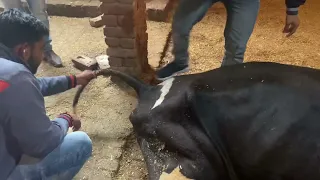 Tetanus in cow l dr umar khan