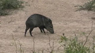 Bow hunting impact shots! Javelina and hog kills