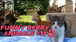 Funny animals - cute cats dogs, Pet Compilation 2015 || Funny Berry Animals #11