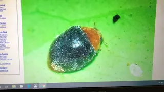 Орхидеи и щитовка( scale,Mealybug) или все же нет🧐