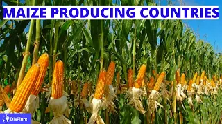 Top 10 MAIZE Producing Countries In Africa