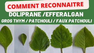 Ne faites plus l’erreur entre ces plantes !