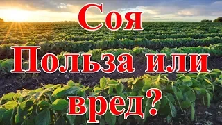 Соя. Польза или вред?