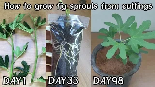 How to grow fig sprouts from cuttings