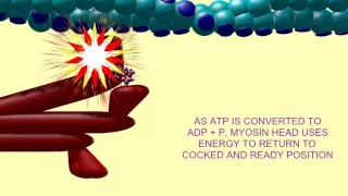 ATP IN MUSCLE CONTRACTION