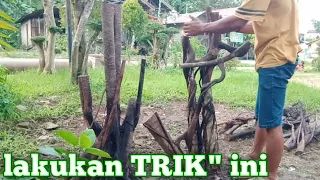 Proses membuat bonsai taman dari akar beringin iprik pucuk merah sambung beringin dolar