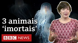 3 animais 'imortais' que fascinam cientistas há décadas