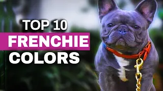 Top Ten French Bulldog Color Trends (2020)