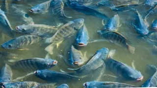 Mahalagang Kaalaman sa Tilapia Farming- BEGINNERS GUIDE