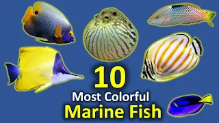 10 Most Colorful Saltwater Fish for Aquariums