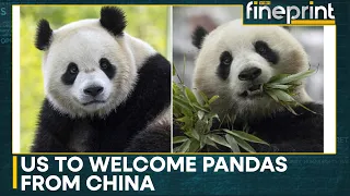 Panda diplomacy is back: China sending two Pandas to US | WION Fineprint