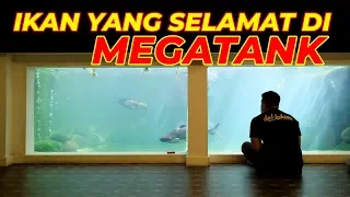 THE FISHES THAT SURVIVE IN MEGATANK