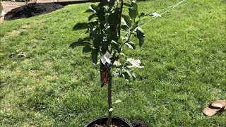 How to Plant an Apple Tree (Easy)