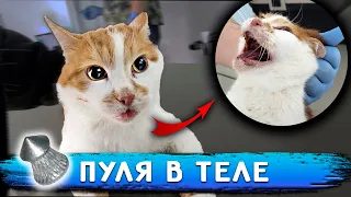 У Кота-Бойца пуля в теле😱 Операция Васе и Дуне. Кузя не может покакать 3 дня. Запустили Алису в дом.