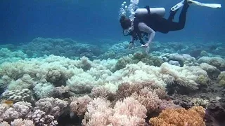 Australia pledges millions to save the Great Barrier Reef
