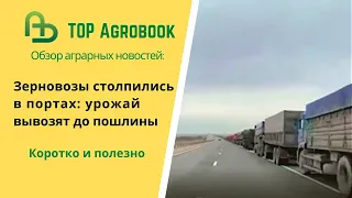 Зерновозы столпились в портах: урожай вывозят до пошлины. TOP Agrobook: обзор аграрных новостей