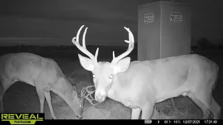 Some trail cam video from the Tactacom reveal XB at the dual auger deer feeder