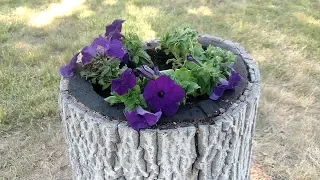 Turn a Stump Into a Planter