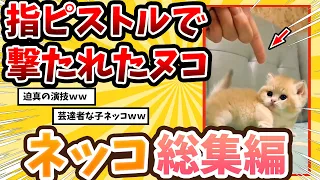 【2ch動物スレ総集編】指ピストルを子猫に向けて撃った結果→ネッコの反応が可愛すぎるｗ/ネッコ300選‼！