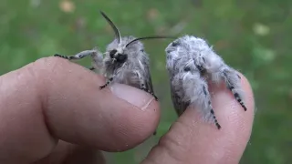 Iberian Puss Moths: Cerura iberica