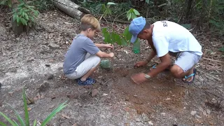 Planting a tree in the Amazon