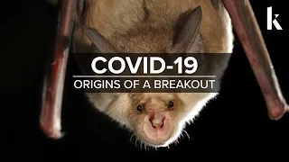 Covid-19: Origins of an outbreak