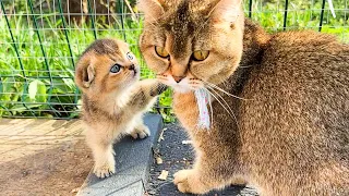 The kitten asking his mother cat not to leave him alone was so cute