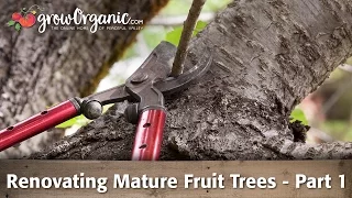 How to Rejuvenate Old Fruit Trees