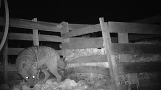 Night Shadow - Golden Jackal