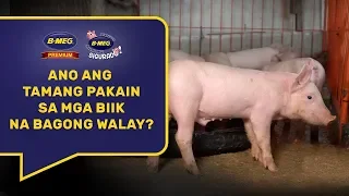 Ang tamang pakain para sa mga bagong walay na biik!