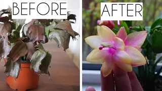 Dying Christmas Cactus? Quick and easy way to get your succulent plant back!