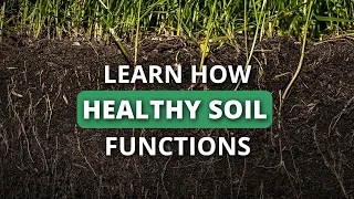 Rapidly Rebuild Your Soil Health Part 1: How Healthy Soil Works