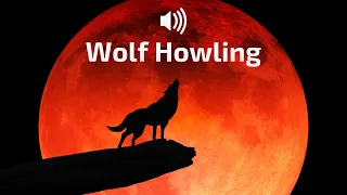 🐺 Scary Wolf Howling at Night Sound Effect | ASMR