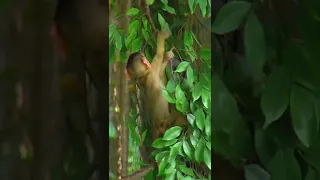 Baby Monkey falls from the tree #Shorts