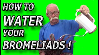 How To Water Your Bromeliads!