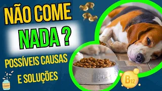 CACHORRO NÃO QUER COMER O QUE FAZER PARA ESTIMULAR APETITE - VITAMINAS OU REMÉDIOS CASEIROS