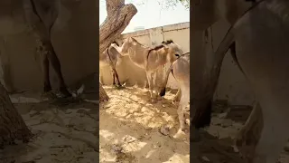 #donkey #gadha #donkey #gadha #donkey #shortsvideo |@MP2animals