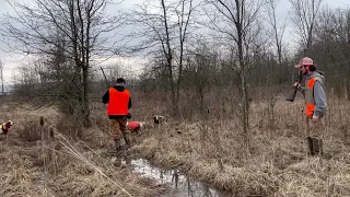 2/25/23 Ohio Pheasant Hunting @thornbottomhunting