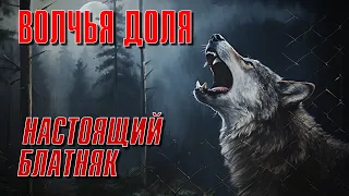 ВОЛЧЬЯ ДОЛЯ | Настоящий блатняк #русскийшансон