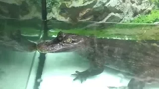 Каймановый крокодил КАЙМАН