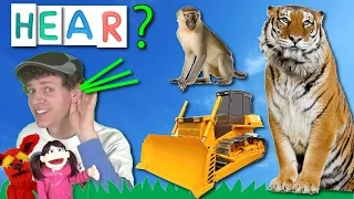 What Do You Hear? Song #6 | Monkey, Bulldozer, Tiger | Learn With Matt