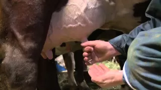 Megève, "La vache Abondance, la vache du reblochon", Midi en France FR3