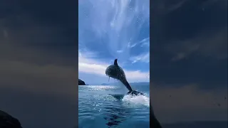 Incredible Dolphin's Swimming 😱