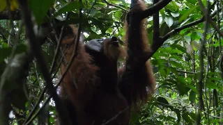 Male orangutan climbing and vocalizing