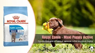 Сухой корм для активных щенков собак крупных пород от 2 до 15 месяцев · Royal Canin Maxi Puppy Activ